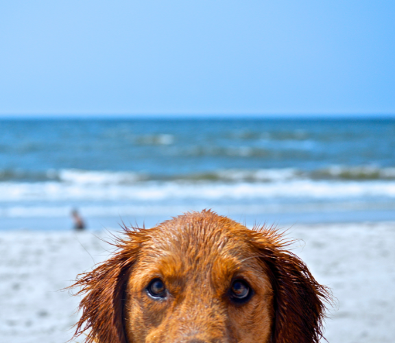 Pet Friendly Homes callout